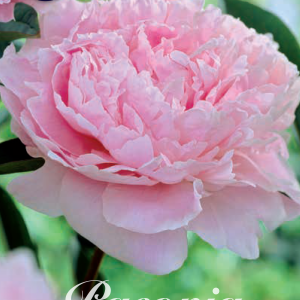 Pfingstrose – Päonie – Rosa!