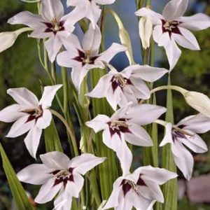 Sterngladiolen – Acidanthera – Duftend!